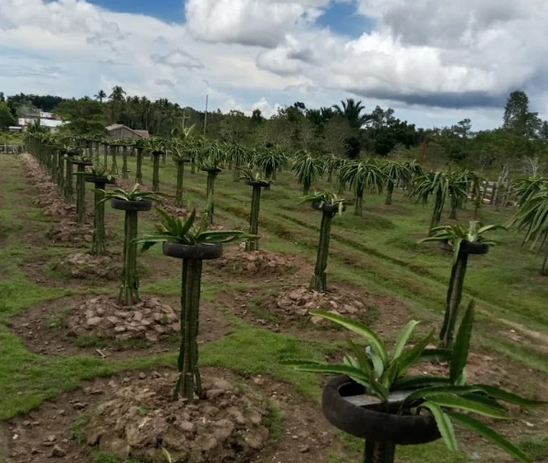 KEBUN BUAH-BUAHAN