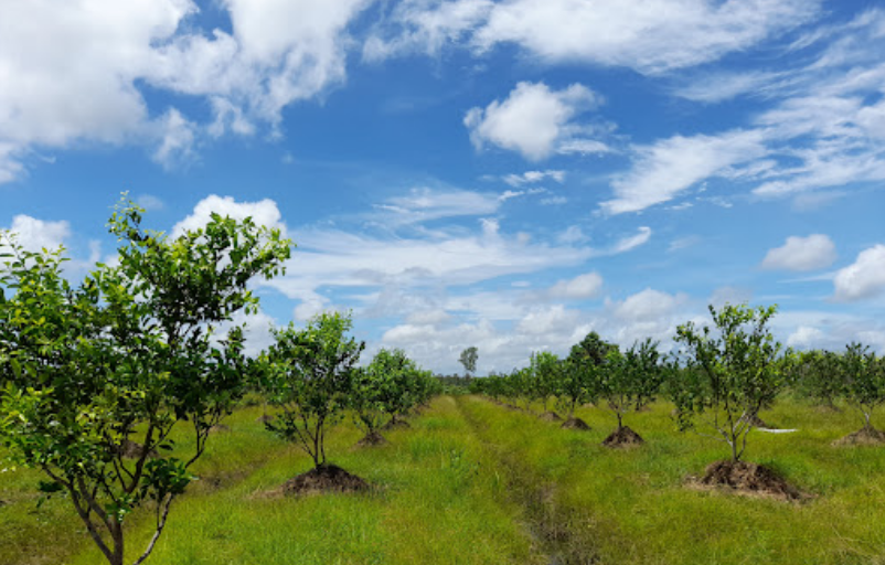 KEBUN BUAH BUAHAN